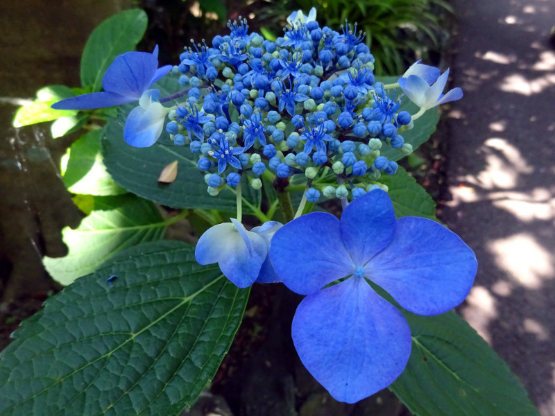 ユングフラウ・ラベンダー額紫陽花 | Hydrangea cv. jungfrau lavender 