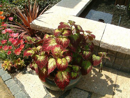 Coleus