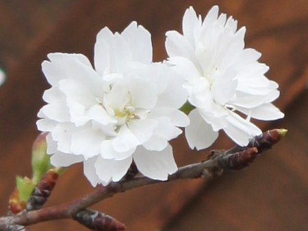 子福桜のブログ