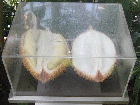 Durian