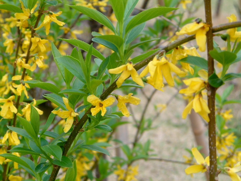 Golden Bells Forsythia Suspensa Flower Database