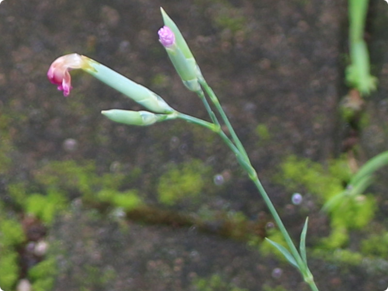 Dianthus superbus