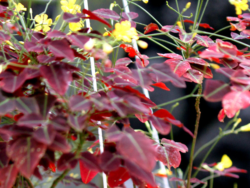 Oxalis hedysaroides