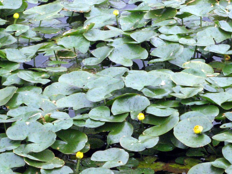 Nuphar subintegerrimum