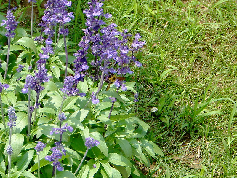 ブルーサルビア Salvia Farinacea かぎけん花図鑑