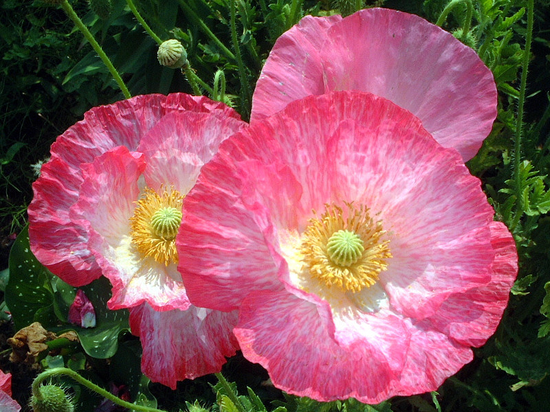 アイスランドポピー Papaver Nudicaule かぎけん花図鑑