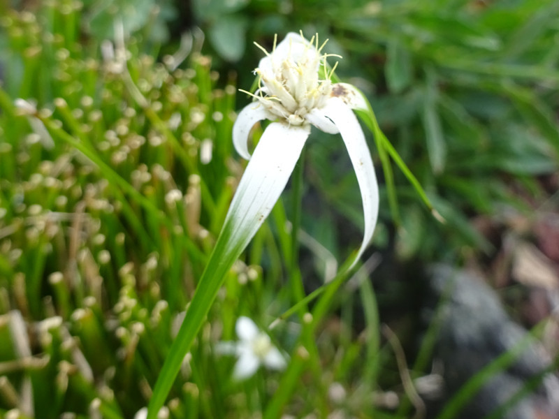 白鷺莞