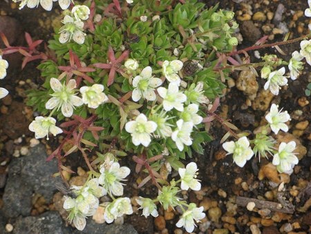 Saxifraga bronchialis 