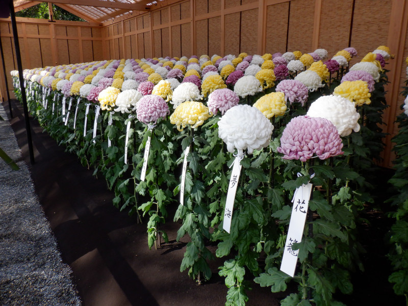 Chrysanthemum Atsumono