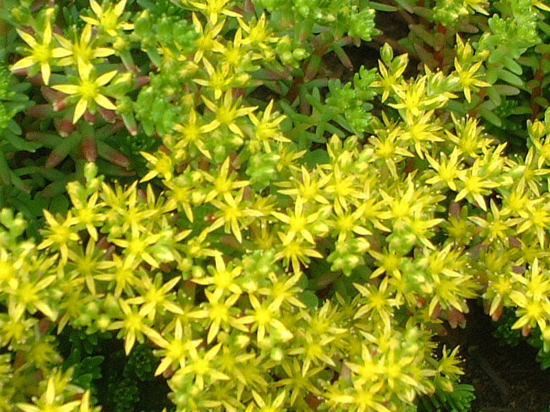 Sedum