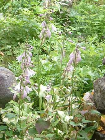 Hosta