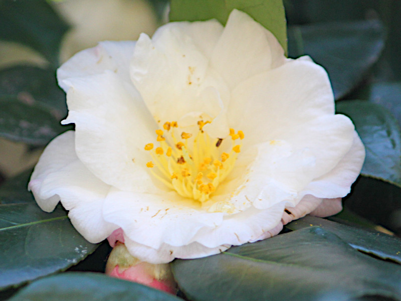 Camellia sasanqua Spring sasanqua 'Umegaka'