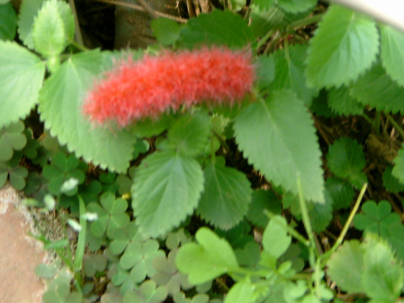 キャットテール Acalypha Hispaniolae かぎけん花図鑑