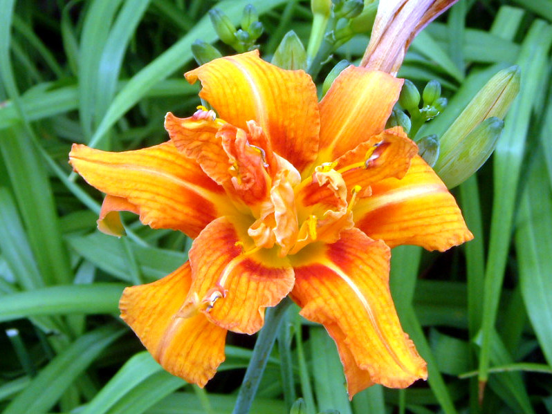 ヤブカンゾウ Hemerocallis Fulva Kwanso かぎけん花図鑑