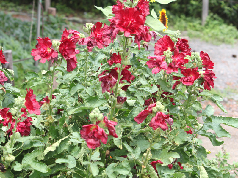 Alcea rosea 'Spring Celebrities Crimson