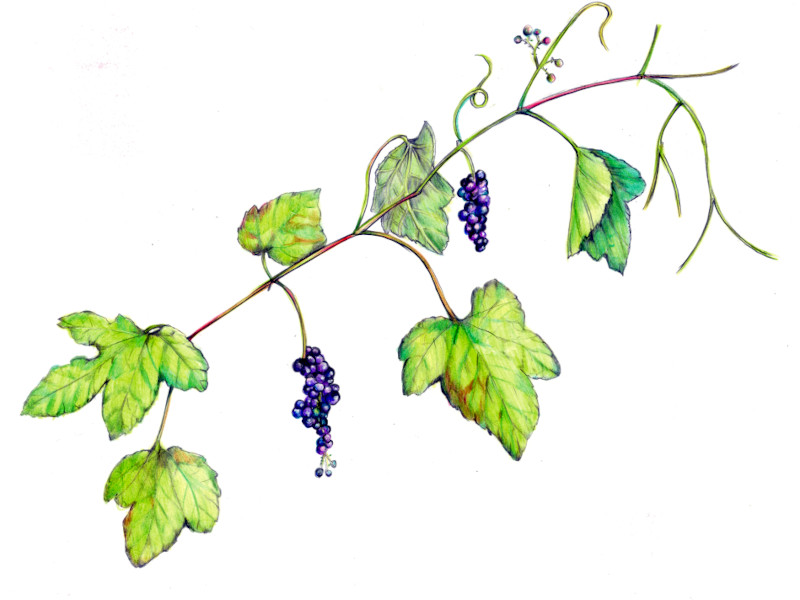 Vitis ficifolia