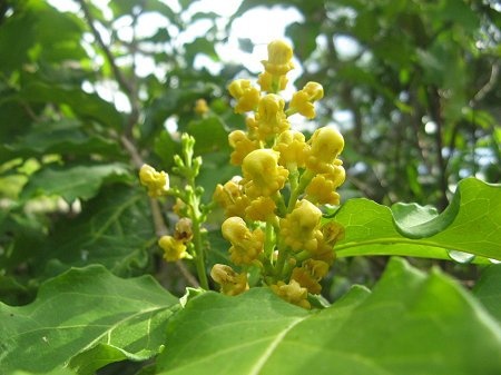 Yellow flowers bloom in December