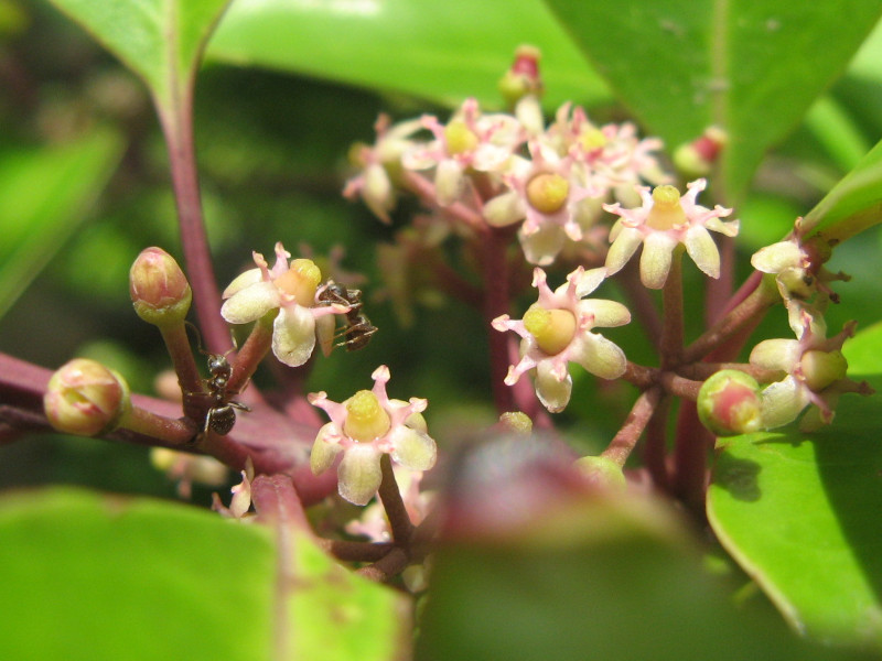 クロガネモチ Ilex Rotunda Thunb かぎけん花図鑑