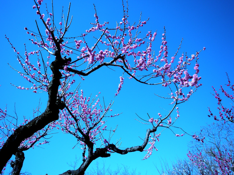 Prunus mume 'Mikaikou'