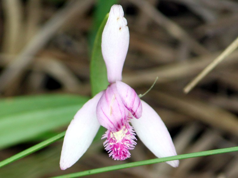 Pogonia