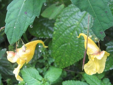 Impatiens nolitangere