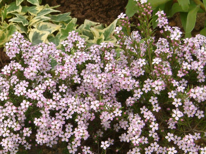 Coleonema pulchrum ’pink fountain’