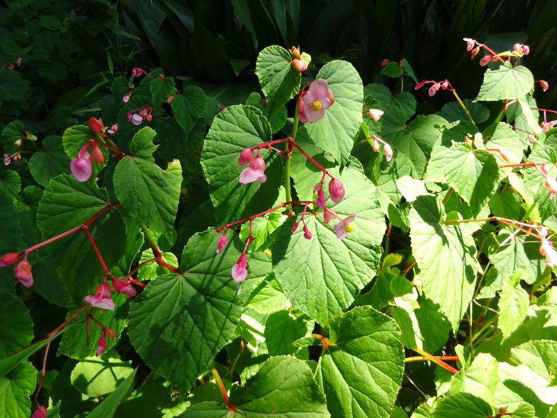 Begonia grandis | Begonia grandis | Flower Database