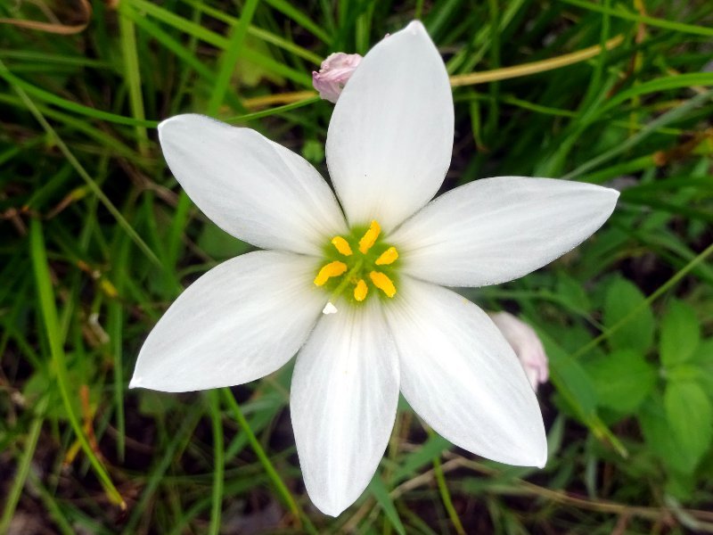 タマスダレ Zephyranthus Candida かぎけん花図鑑