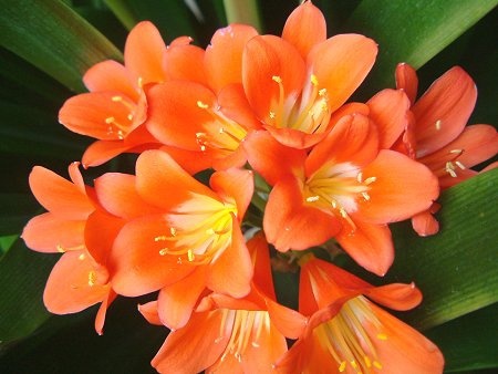 Clivia