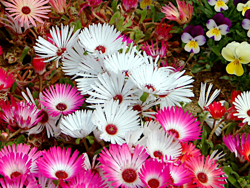 Livingstone Daisy