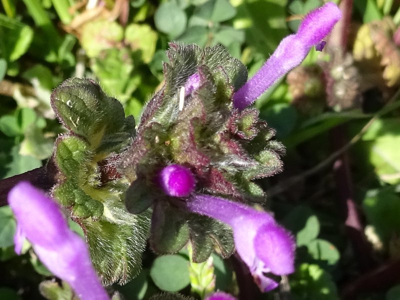 henbit dead-nettle