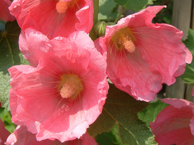 タチアオイ Althaea Rosea かぎけん花図鑑