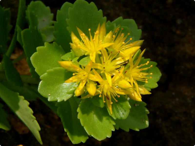 誕生花　8月13日　キリンソウ