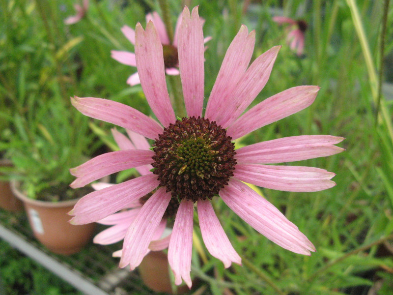 Echinacea purpurea