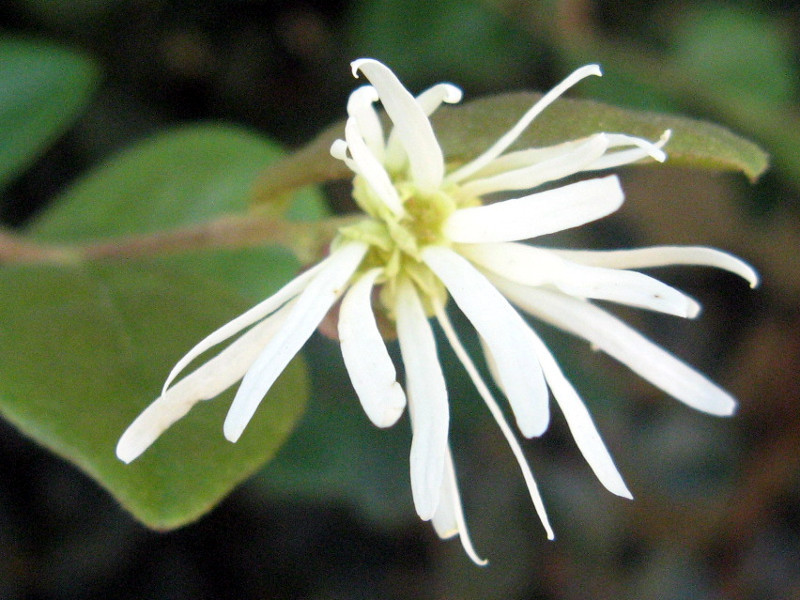 Loropetalum 