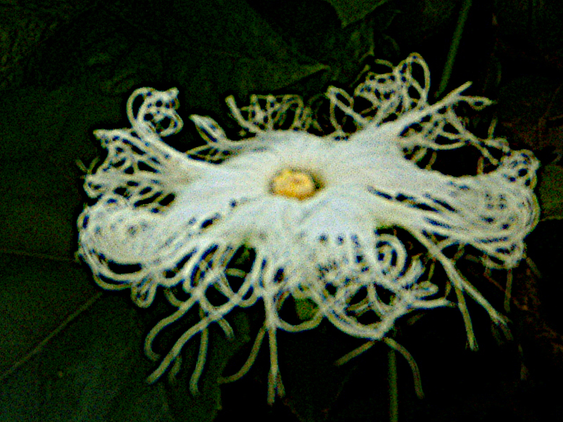 Trichosanthes kirilowii 