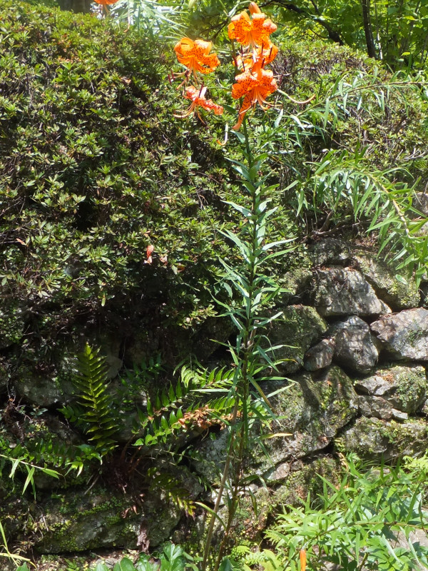 Lilium lancifolium