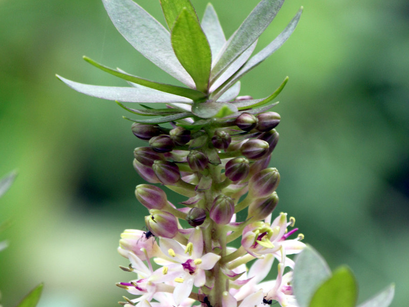 Pinapple Lily