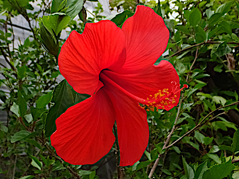 Hibiscus | Hibiscus hybrids | Flower Database