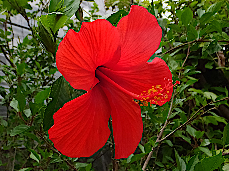 11月10日の誕生花　赤いハイビスカス、芙蓉