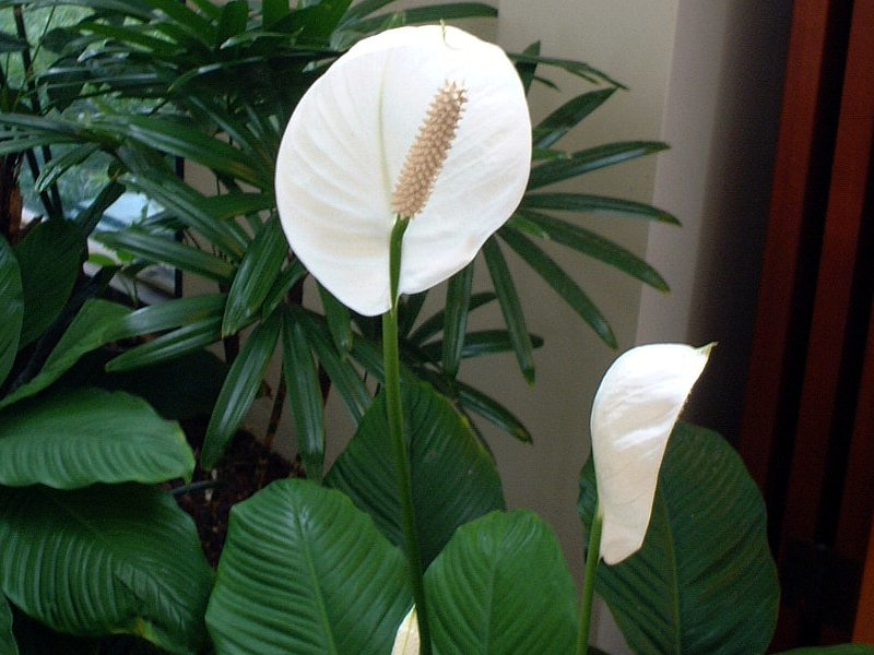 スパティフィラム Spathiphyllum かぎけん花図鑑