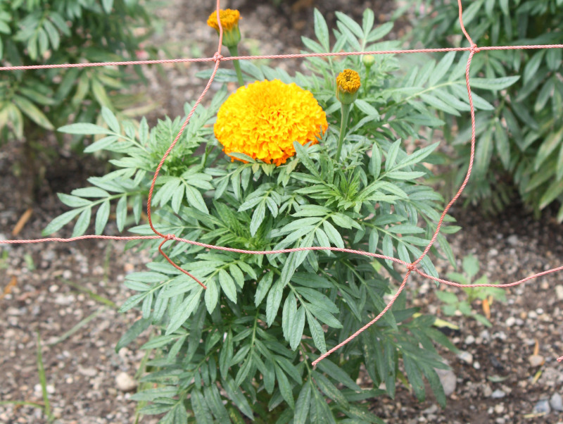 Tagetes erecta