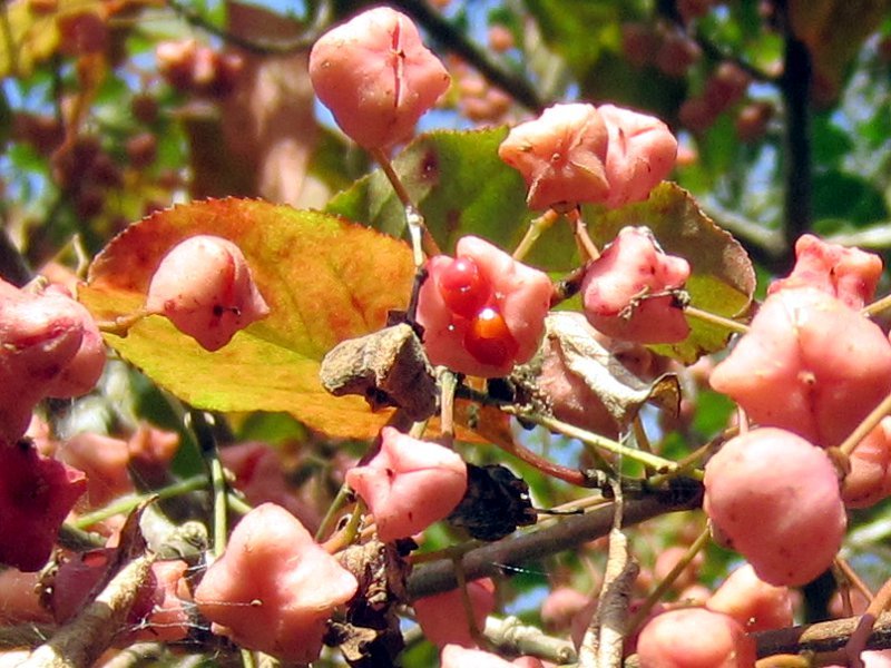 マユミ Euonymus Hamiltonianus かぎけん花図鑑