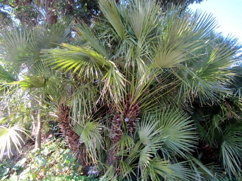 シュロ Trachycarpus Fortunei かぎけん花図鑑