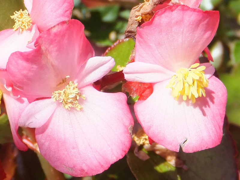 Begonia semperflorens