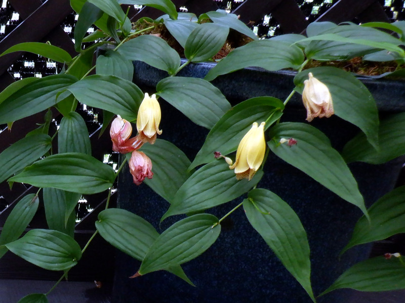 Tricyrtis macrantha