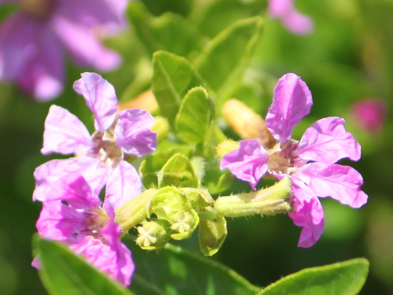 クフェア ヒッソピフォリア Cuphea Hyssopifolia かぎけん花図鑑