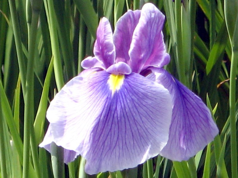 Japanese Iris 'Seiryutou'