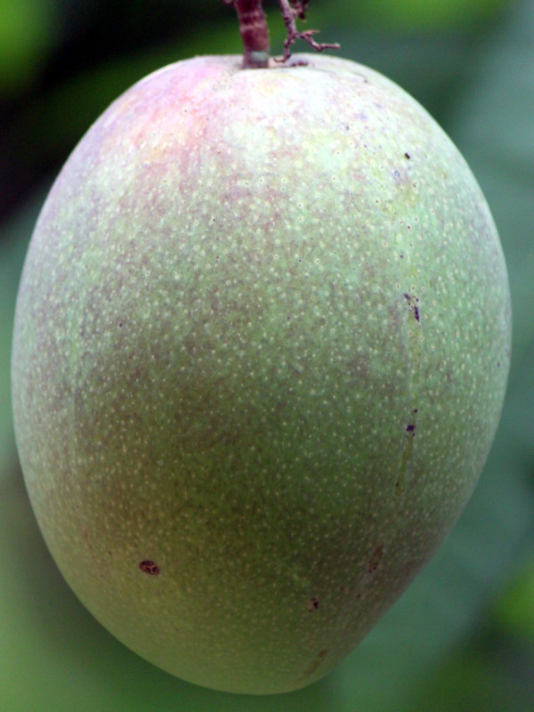 マンゴー Mangifera Indica L かぎけん花図鑑