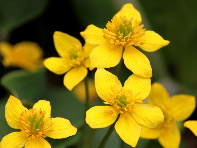 リュウキンカ Caltha Palustris Var Nipponica かぎけん花図鑑